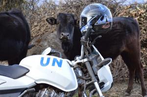 It's unclear why this motorcycle was posing with this heifer . . . near Goljung